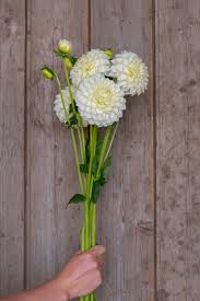 Image result for Dahlia `Snowflake`