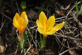 Image result for Pycreus chrysanthus