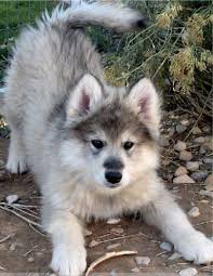 We've got five boys and two girls and all are available. Wolamute Alaskan Malamute Timber Wolf Hybrid Info Training Pictures