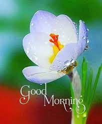 We did not find results for: 85 Beautiful Good Morning Images With Flowers To Wish In Morning