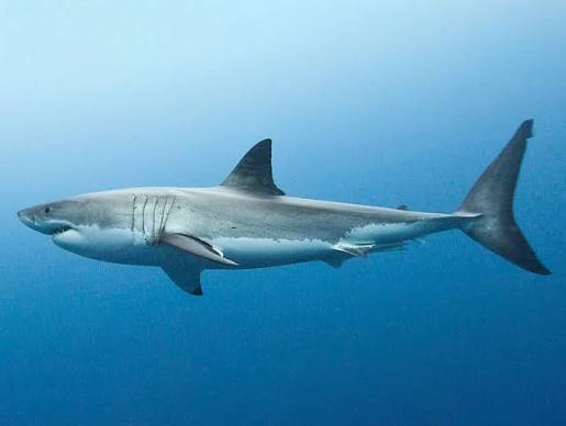 Megalodon, Otodus megalodon - The Australian Museum