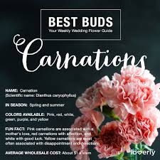 Best Buds Everything You Need To Know About Carnations For Your Wedding Carnation Wedding Flowers Wedding Flower Trends Carnation Flower Meaning