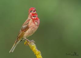 Small Bird With Red Head And Chest This Migrant Bird Is Common All Over Europe And Asia From Iceland To Japan They Prefer To Live High Platos As Well As Mountain Steps Forest Edges Meadows B In 2020