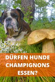 Durfen Hunde Champignons Essen Roh Gekocht Oder Immer Giftig Hunde Bestes Hundefutter Champignons