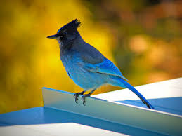 2700 n ponce de leon blvd saint augustine, fl 32084 сша. Birds Of The Lake Tahoe Basin Tahoe South