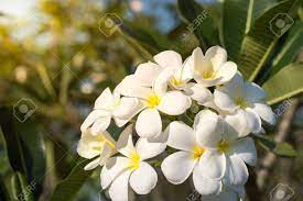 Maybe you would like to learn more about one of these? Close Up Of Bouquet White And Yellow Plumeria Or Frangipani Flower Hawaii Hawaiian Lei Flower Bali Indonesia Shri Lanka Spa On Branch Tree In Morning Garden Background With Sunlight Stock Photo Picture And