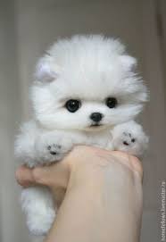 shenok teddi fibi porordy pomeranskij shpic zakazat na yarmarke masterov af567ru teddi zveryata nur sultan smeshnye malenkie zhivotnye shenki detenyshi zhivotnyh