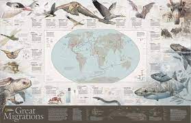 I Did The Map There Was A Huge Team Involved In This First Fernando Baptista Was The Animal Infographic Scientific Illustration National Geographic Animals