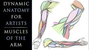 Masseter masticator muscle enabling the lower jaw to move. Dynamic Anatomy For Artists Drawing The Muscles Of The Arm Ram Studios Comics