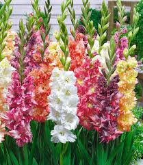 Papagei Gladiolen Mischung Blumenzwiebeln Baldur Garten