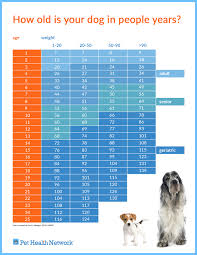 How Old Is Your Dog In People Years