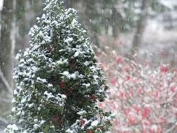 Castle Spire® Blue Holly | Plant Addicts
