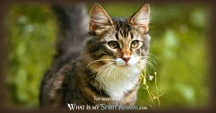 Cat Symbolism Meaning Spirit Totem Power Animal