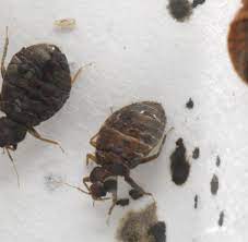Zuallererst sollten sie versuchen, die tiere aus ihrem bett zu entfernen. Bettwanzen Und Milben Wenn Es Im Bett Krabbelt Kribbelt Und Juckt Welt