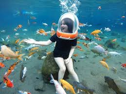 Meroketnya nama umbul ponggok sebagai salah satu objek wisata, tidak lepas dari peran pemerintah desa dan warga sekitar. Dari Wisata Dan Ikan Desa Yang Dulunya Termiskin Ini Kini Menjadi Desa Terkaya