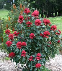 Image result for Telopea