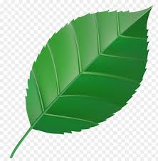 download green leaf transparent png images background toppng download green leaf transparent png