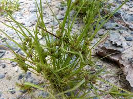 Image result for Cyperus squarrosus