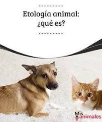 Etologia Animal Que Es Etologia Comportamiento Animal Animales