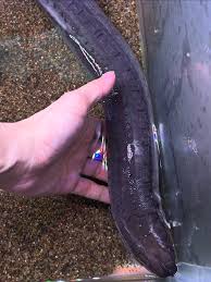 Image result for Lepidagathis randii