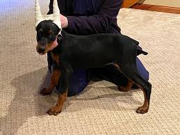 Image result for Dobera