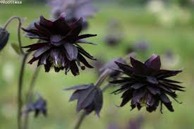 Große auswahl an aquilegia columbine. Aquilegia Vulgaris Black Barlow Woottens Plants