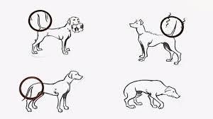 Sprache Der Tiere Die Korpersprache Der Hunde Tierwelt Natur Planet Wissen