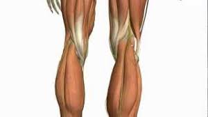 Jan 01, 2019 · the medial muscles are located on the outside of the hip. Muscles Of The Leg Part 2 Anterior And Lateral Compartments Anatomy Tutorial Youtube