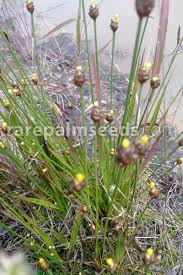 Image result for Xyris