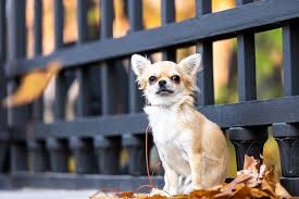 A dachshund chihuahua mix is a result of breeding together a purebred dachshund with a purebred chihuahua. Chihuahua Dachshund Mix Breed Complete Guide 2021 Canine Hq