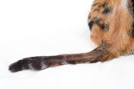 It's called stud tail (or feline tail gland hyperplasia in veterinary terms) because it's much more common in unneutered male cats, but it's not unheard of in other cats as in cats, this overproduction shows up as greasy brown matter, which can turn rancid — it's oily stuff — and smell bad. Cat S Tail Why Do Cats Have A Tail More Cat World
