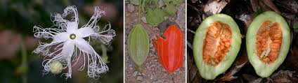 Image result for Eureiandra sp. A