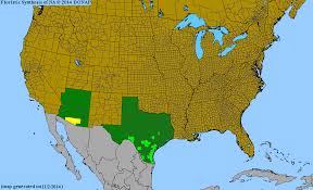 Image result for Trichoneura