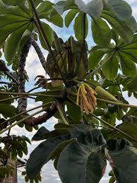 Image result for Cecropia pachystachya