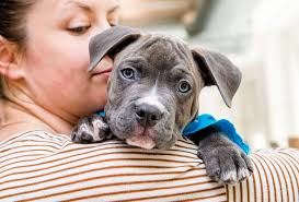 How to Say Goodbye When Your Foster Pet Gets Adopted (Ep. 2