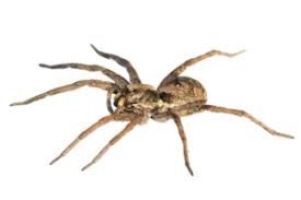 learn more about the spiders in arizona green home pest