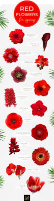 Video's direct beschikbaar in 4k en hd voor elke nle. 40 Types Of Red Flowers Ftd Com Types Of Red Red Flowers Wedding Flower Types