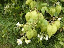 Image result for Cardiospermum grandiflorum