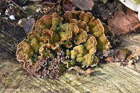 Image result for Craterostigma hirsutum