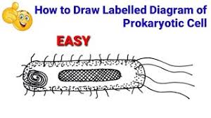 Well labelled diagram of prokaryotic cell class 9. How To Draw Prokaryotic Cell How To Draw Diagram Of Prokaryotic Cell Prokaryotic Cell Diagram Youtube