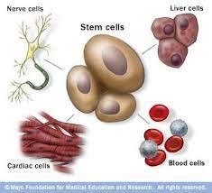 Stem cells) على أنّها خلايا غير مُتمايزة قد تنقسم لإنتاج بعض الخلايا التي تستمر كخلايا جذعية أو تصبح خلايا متخصصة (بالإنجليزية: Ø§Ù„Ø®Ù„Ø§ÙŠØ§ Ø§Ù„Ø¬Ø°Ø¹ÙŠØ© Ù…Ø§ Ø§Ù„Ù…Ù‚ØµÙˆØ¯ Ø¨Ù‡Ø§ ÙˆÙ…Ø§ ÙˆØ¸ÙŠÙØªÙ‡Ø§ Mayo Clinic Ù…Ø§ÙŠÙˆ ÙƒÙ„ÙŠÙ†Ùƒ