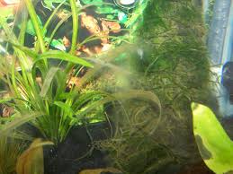 White Slime Fluff Covering Decor Plants Tropical Fish Keeping