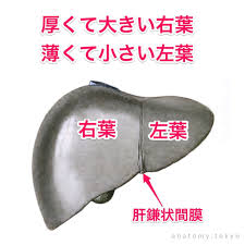 かずひろ先生の 徹底的国試対策 解剖学 On Twitter 肝臓の葉で最も大きいのはどれか あマ指 1999 25 1 右葉 2 方形葉 3 左葉 4 尾状葉 解答 1 肝臓は肝鎌状間膜を境に 厚くて大きい右葉と薄くて小さい左葉に分けられます