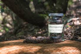 Image result for Cyperus articulatus