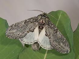 Image result for Peridea anceps