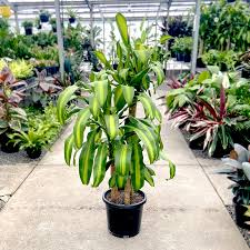 Image result for Dracaena fragrans