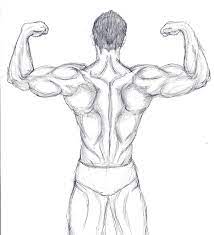 This book features how to draw muscles of both men and women. Back Muscle Practice By Bloodwolfgurl On Deviantart