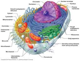 Eukaryotic Cell Structure By Claudine Marcum Human Anatomy And Physiology Human Cell Diagram Anatomy And Physiology