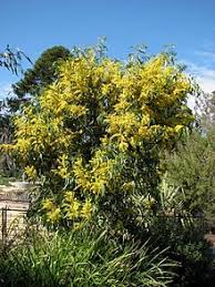 Forsythias are deciduous flowering shrubs that have long branches each of which is overflowing with yellow blooms in the springtime. Acacia Pycnantha Wikipedia