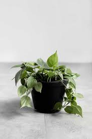 Heartleaf Philodendron Tierra Plants